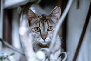 KAZ763_nekocyan-thumb-815xauto-19574
