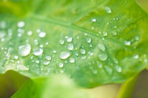 0000000045432_COnm2pj