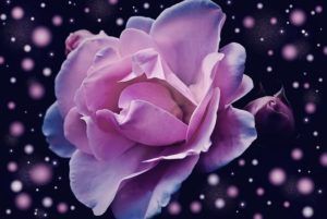 薔薇_1468602479-300x201