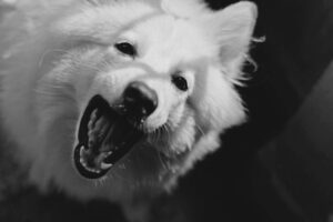 pexels-photo-144608-large