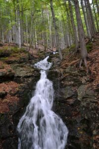 trees-409295_960_720