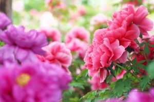 ed23a87578e8e08d44fc185773dcd31c_s-300x200