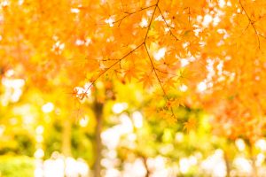 Fotolia_169669921_Subscription_Monthly_M-300x200