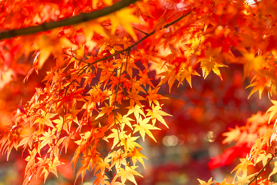 74c8c1417b1d9f273d927ace5cf629fa