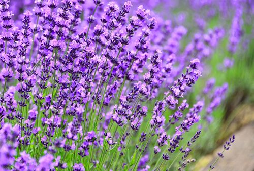 96cc1e54d15b9023512e191da431468f_s