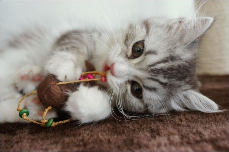 HIRA78_nezuminoomocyatomesuneko_7d15b36d-a15a-41ca-8ab6-0a7052cae1b2