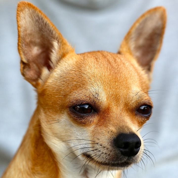 chihuahua-453063_960_720
