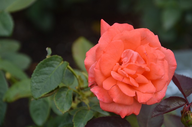 coral-rose-2533475_640