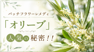 バッチフラワー「オリーブ」人気の秘密！！ – フラワーレメディ公式ブログ
