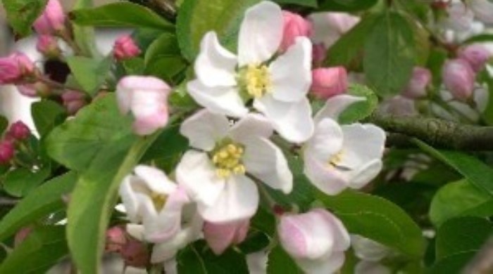 crabapple_3