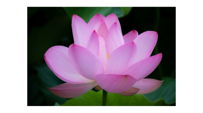 jun-ohashi-q-Gconr16PY