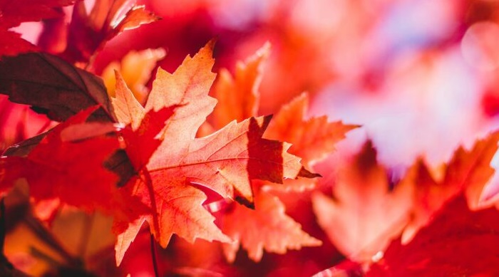 2025年11月～リヒトウェーゼン創設者ペトラさんによる今の季節におすすめのエネルギー