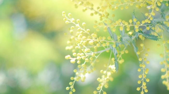 reika-mimosaday-qTmCRvwA5Z0